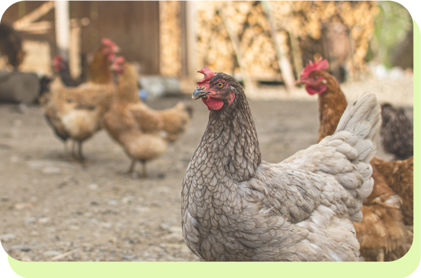 ニワトリの画像